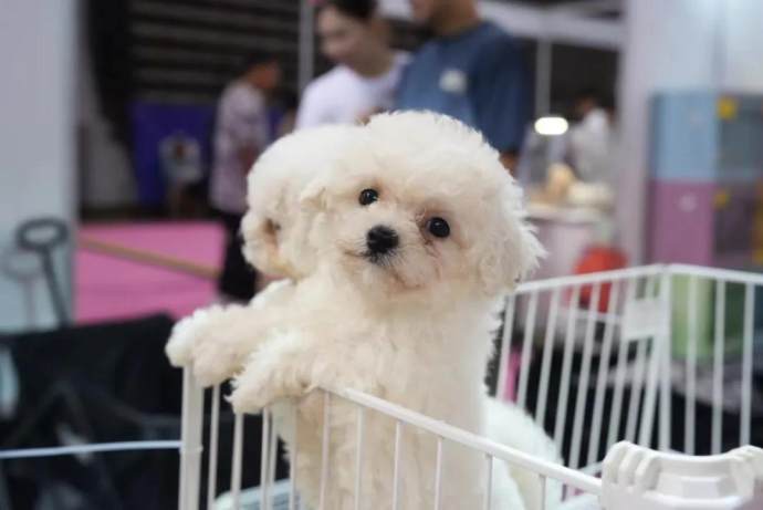 无锡十一车展
